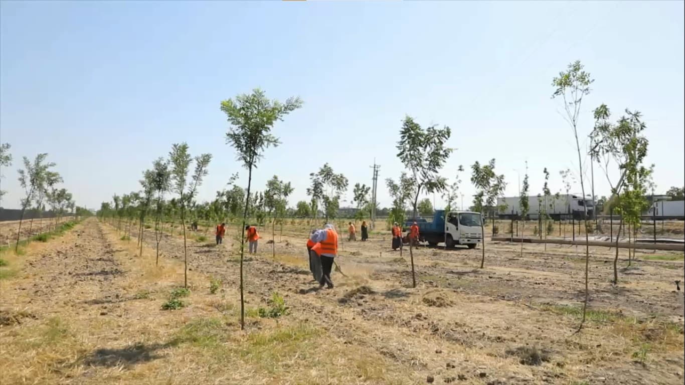 🌳“Yashil belbog’” loyihasi doirasida iqlimga mos daraxt va buta ko’chatlari o’tqaziladi