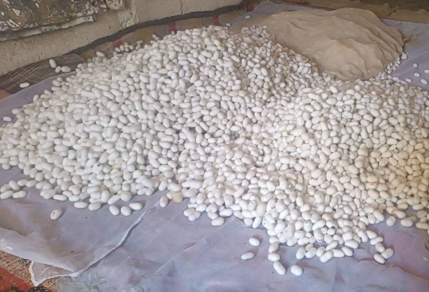 Pilla – tabiiy boylik, milliy meros