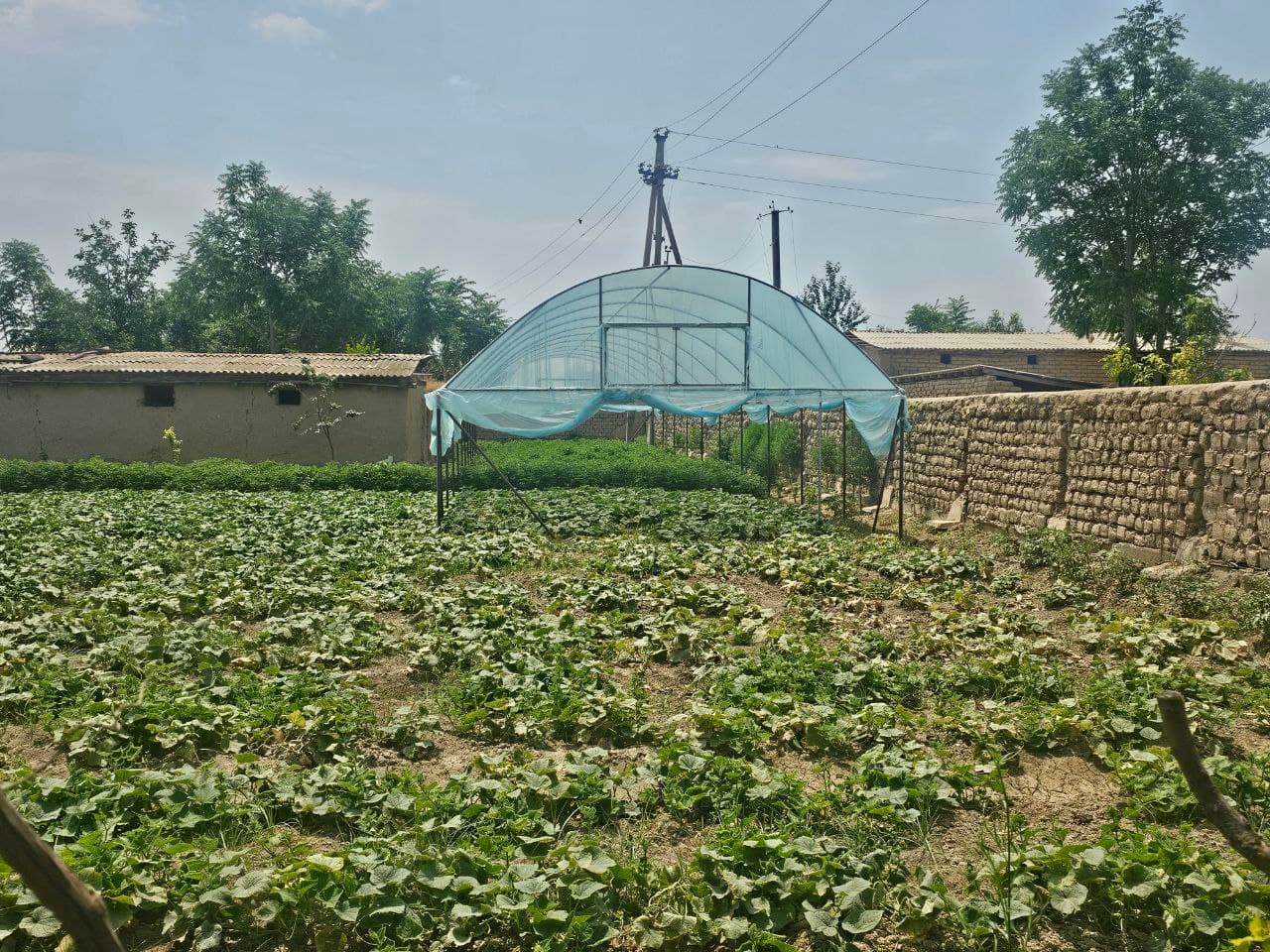 Tomorqa o'z natijasini bermoqda