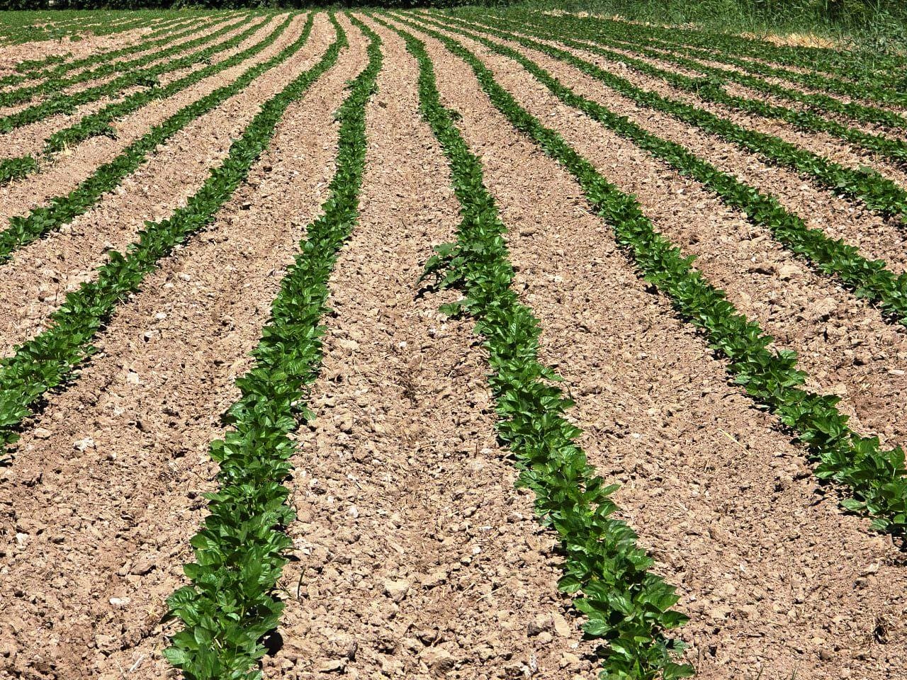 Paxtakor tumanida takroriy ekinlar ekilishi jadal sur’atlarda davom etmoqda