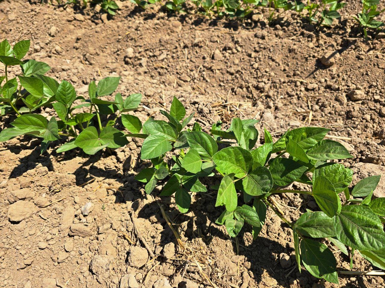 Paxtakor tumanida takroriy ekinlar ekilishi jadal sur’atlarda davom etmoqda