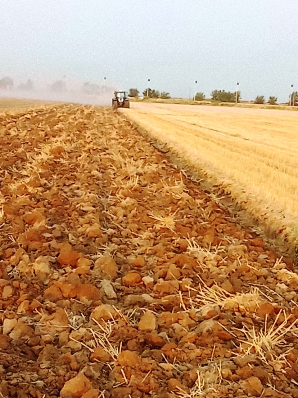 Paxtakor tumanida takroriy ekinlar ekilishi jadal sur’atlarda davom etmoqda