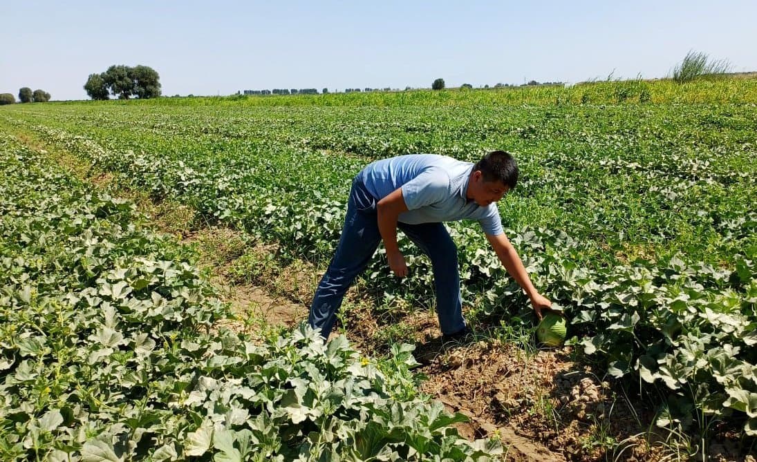Paxtakor tumanida takroriy ekinlar hosilga kirmoqda