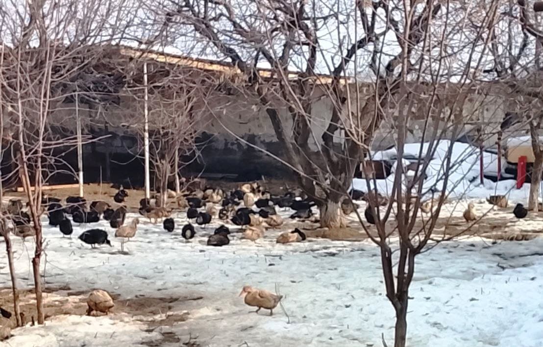 Paxtakor tumani rahbarlari Pedagogika texnikumida o‘rganish ishlarini olib bordilar