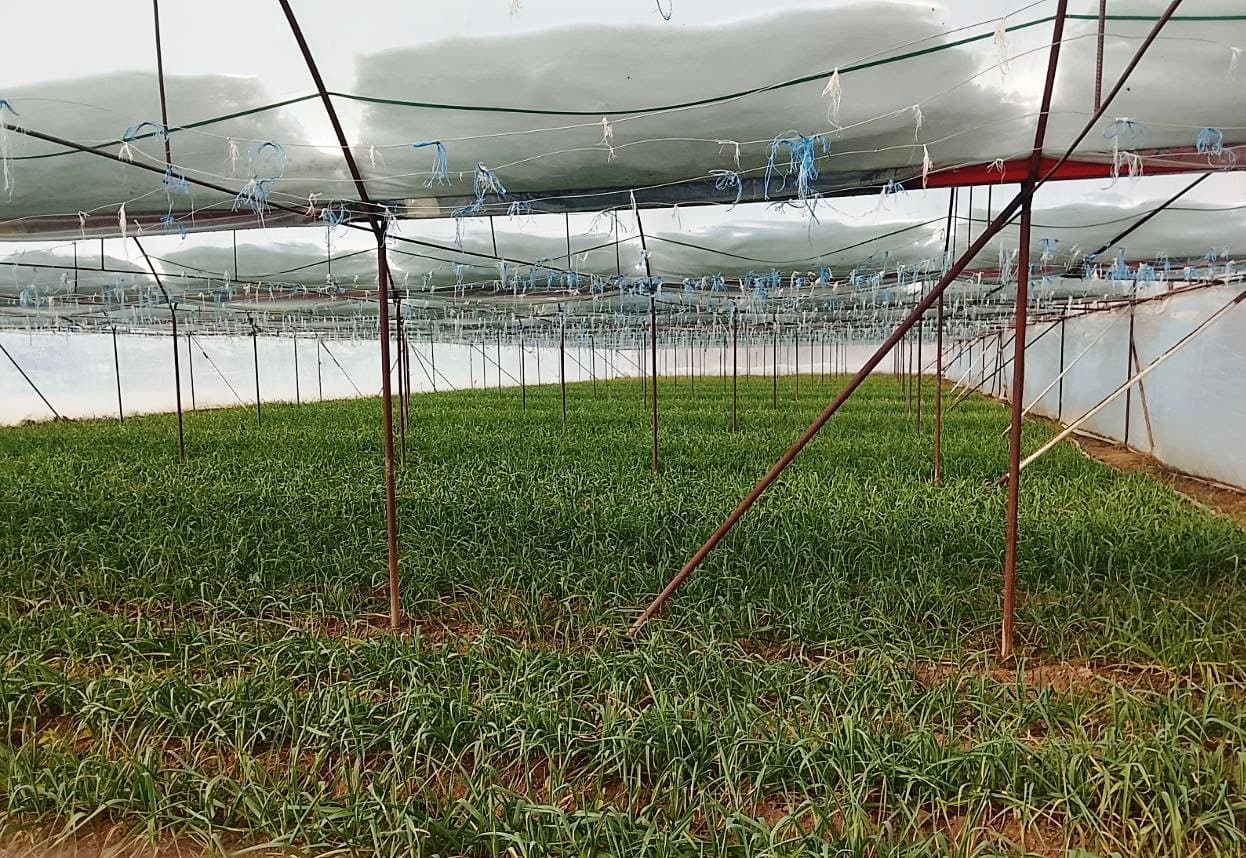 Paxtakor tumani rahbarlari Pedagogika texnikumida o‘rganish ishlarini olib bordilar