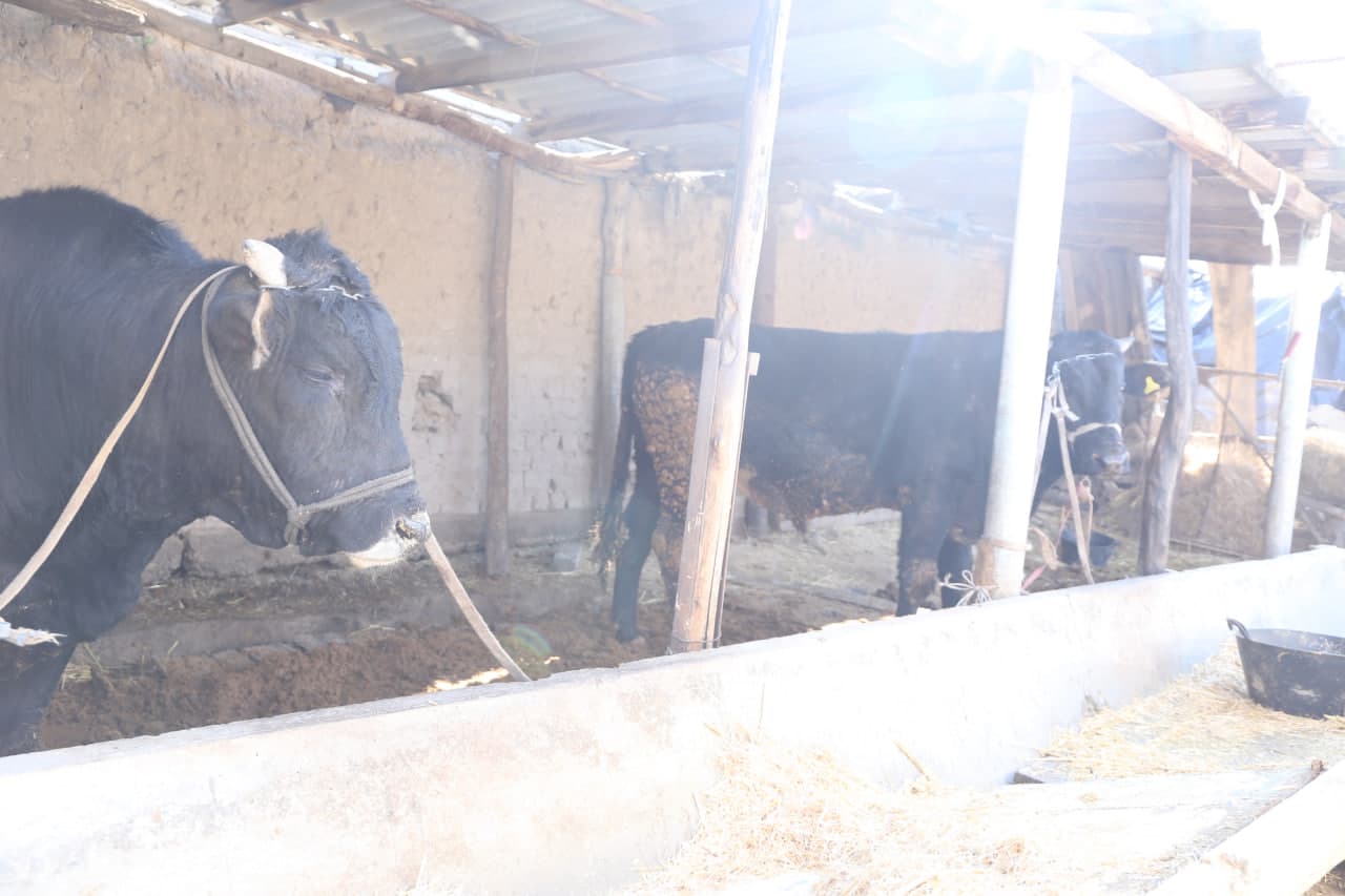 Paxtakor tumanida fermer xo‘jaliklarida chorvachilik rivojlantirilmoqda