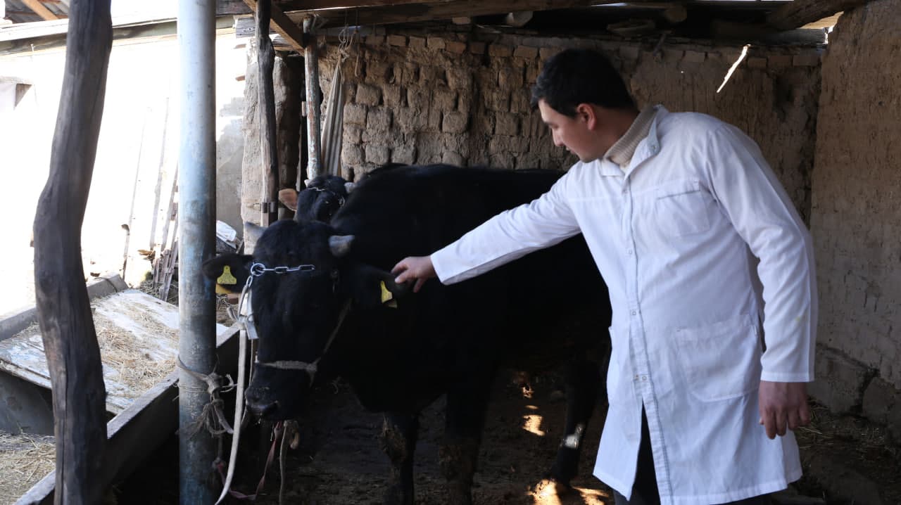 Paxtakor tumanida fermer xo‘jaliklarida chorvachilik rivojlantirilmoqda