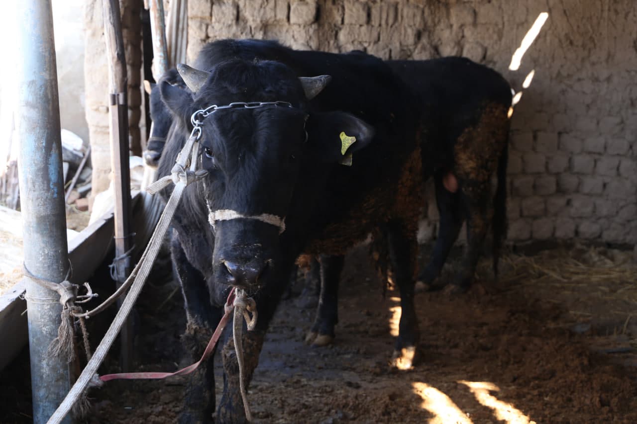 Paxtakor tumanida fermer xo‘jaliklarida chorvachilik rivojlantirilmoqda