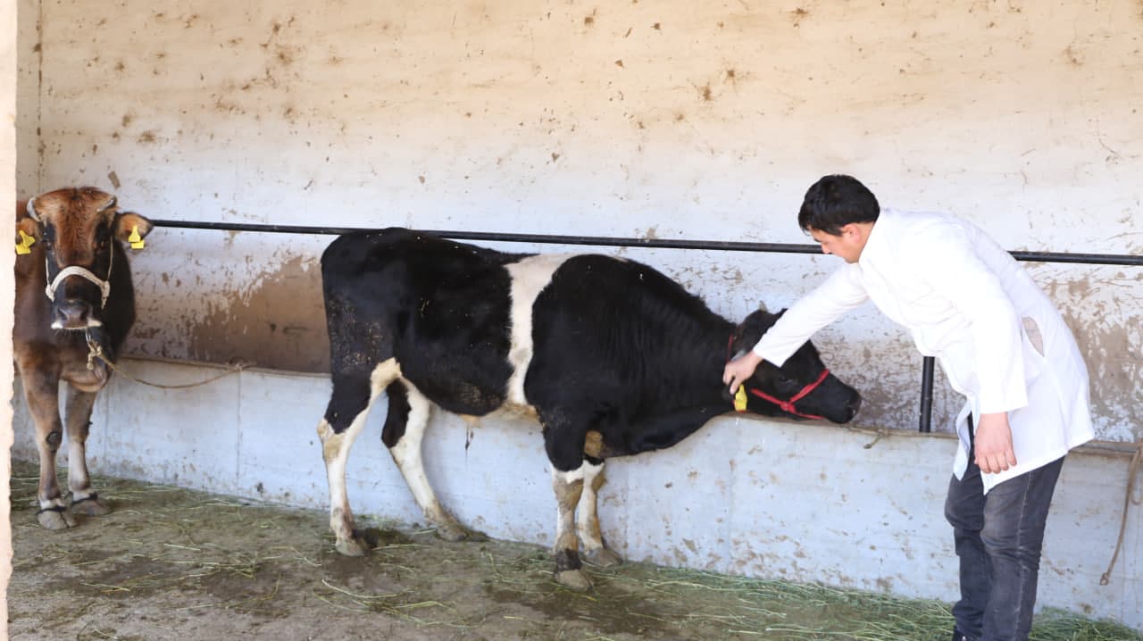 Paxtakor tumanida fermer xo‘jaliklarida chorvachilik rivojlantirilmoqda