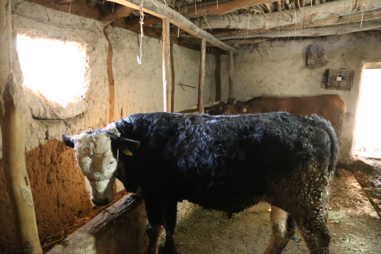 Paxtakor tumanida fermer xo‘jaliklarida chorvachilik rivojlantirilmoqda