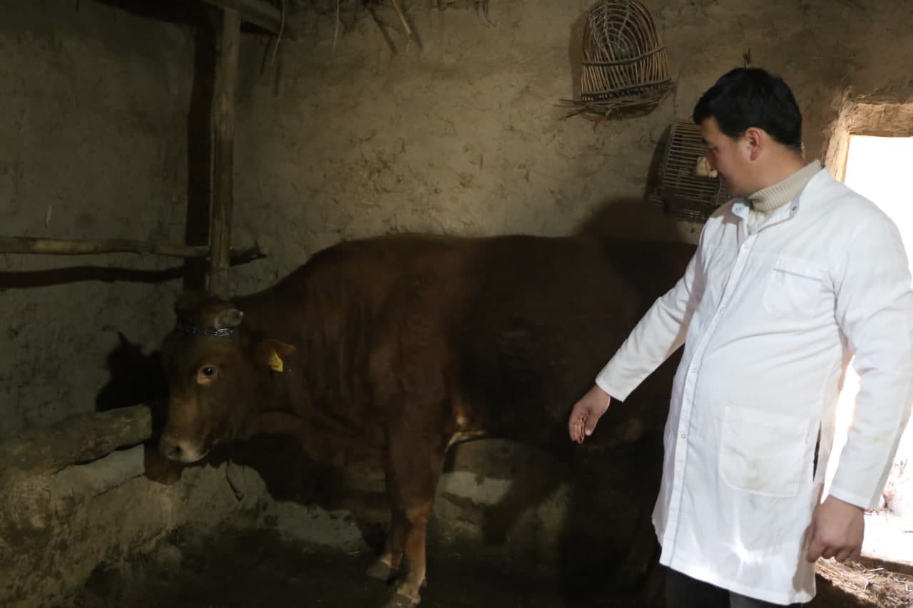 Paxtakor tumanida fermer xo‘jaliklarida chorvachilik rivojlantirilmoqda