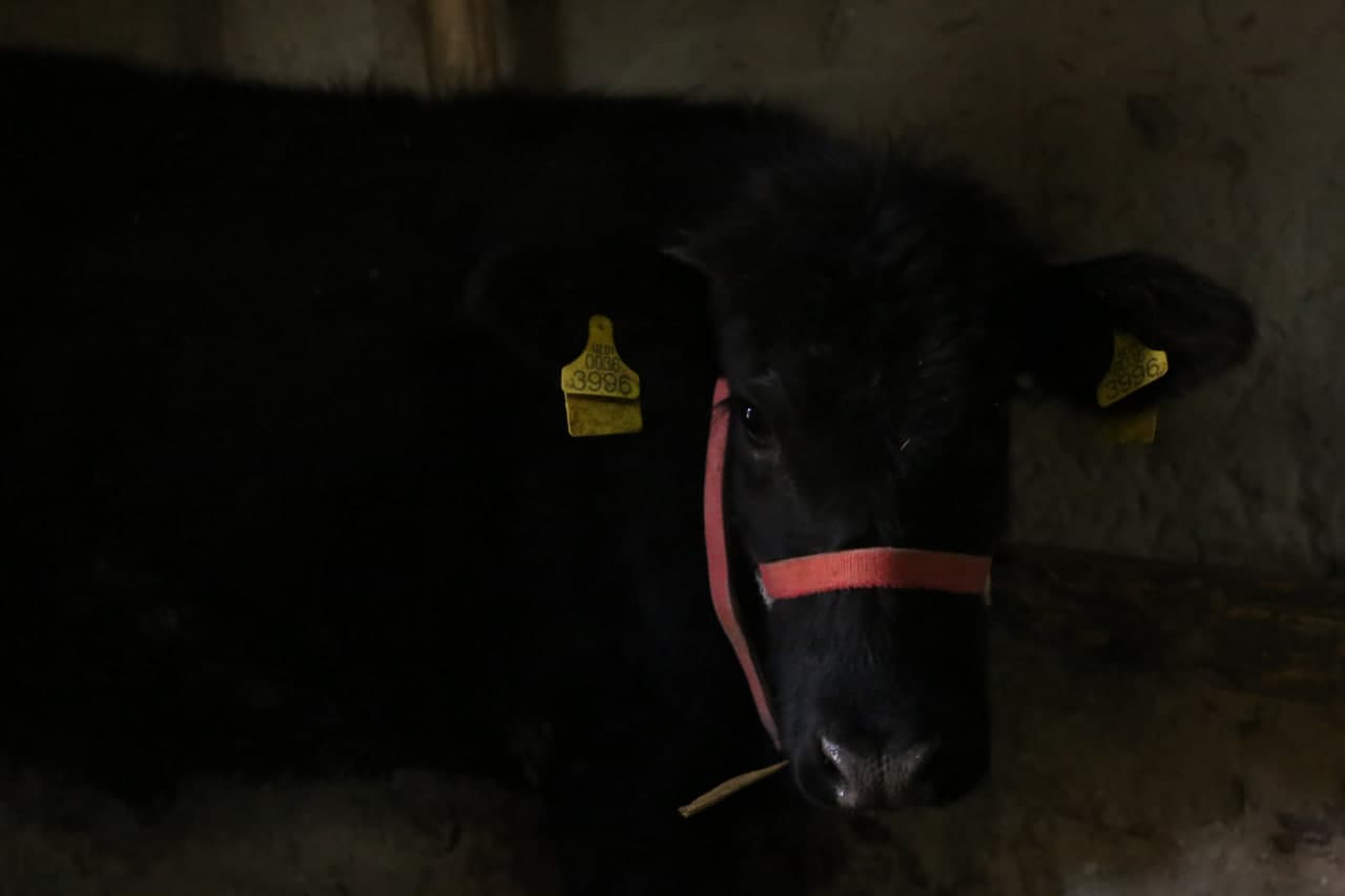 Paxtakor tumanida fermer xo‘jaliklarida chorvachilik rivojlantirilmoqda