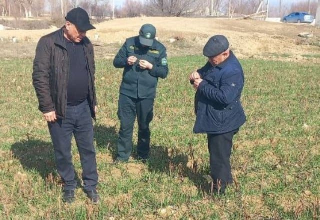 Paxtakor tumanida g‘alla maydonlarida monitoring ishlari olib borildi