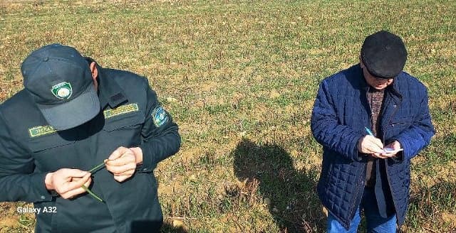Paxtakor tumanida g‘alla maydonlarida monitoring ishlari olib borildi