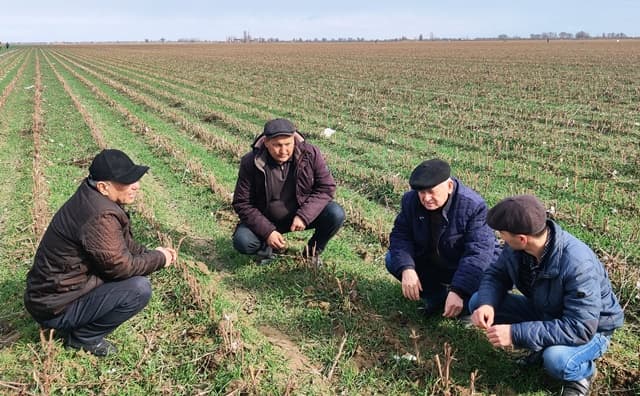 Paxtakor tumanida g‘alla maydonlarida monitoring ishlari olib borildi