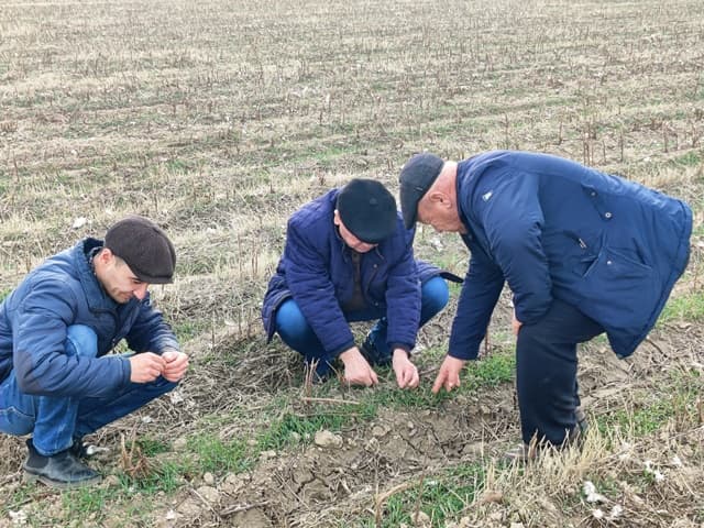 Paxtakor tumanida g‘alla maydonlarida monitoring ishlari olib borildi