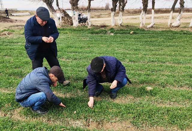 Paxtakor tumanida g‘alla maydonlarida monitoring ishlari olib borildi