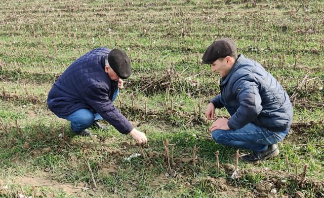 Paxtakor tumanida g‘alla maydonlarida monitoring ishlari olib borildi