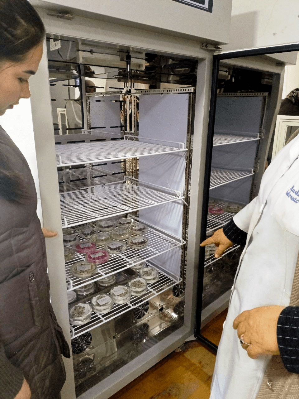 Paxtakor tumanida urug‘lik chigit tayyorlash ishlari nazoratda