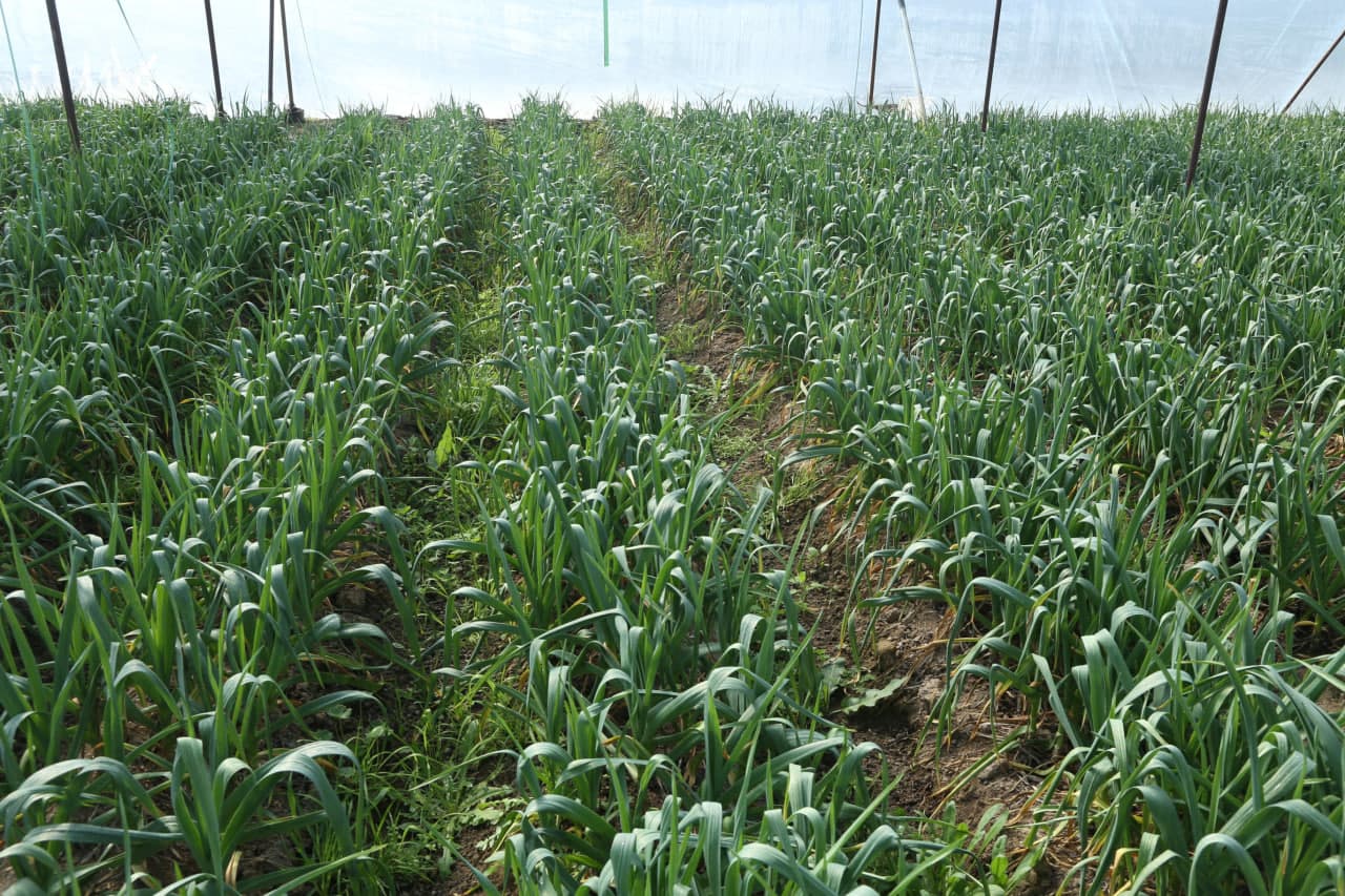 Paxtakor tumanida tomorqa yerlaridan samarali foydalanish bo‘yicha ko‘rgazmali seminar o‘tkazildi