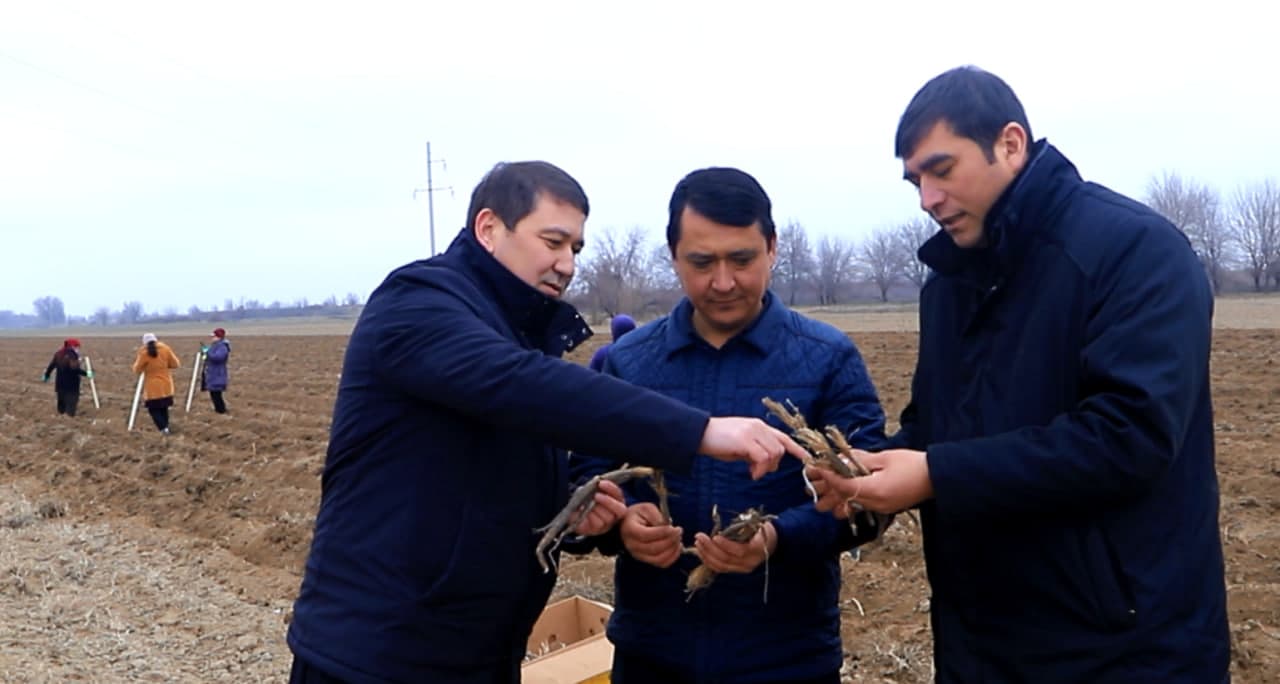 Kavrak tabobatda hayotbaxsh jenshendan ustun turadi