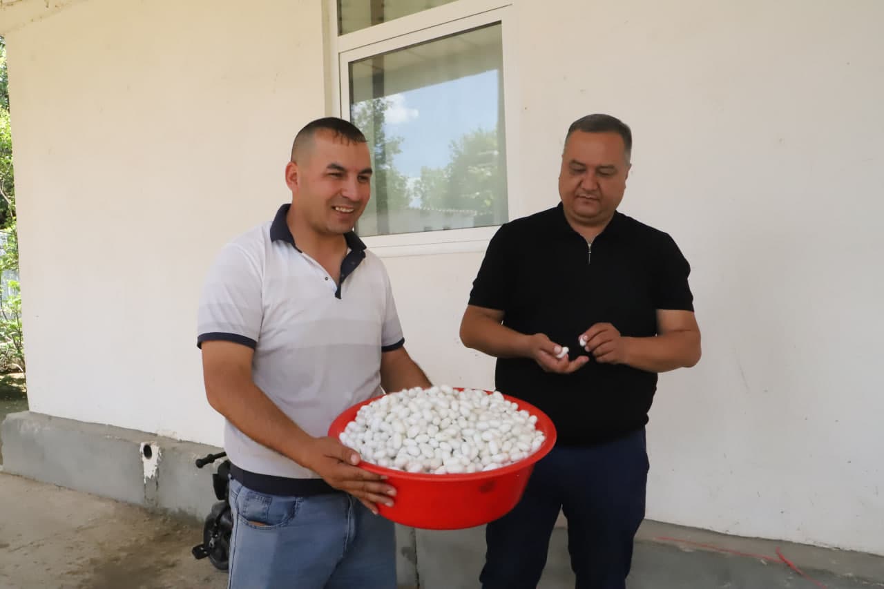 Do‘stlik tumani “Bunyodkor” mahallasida pilla terimi qizg‘in pallaga kirdi
