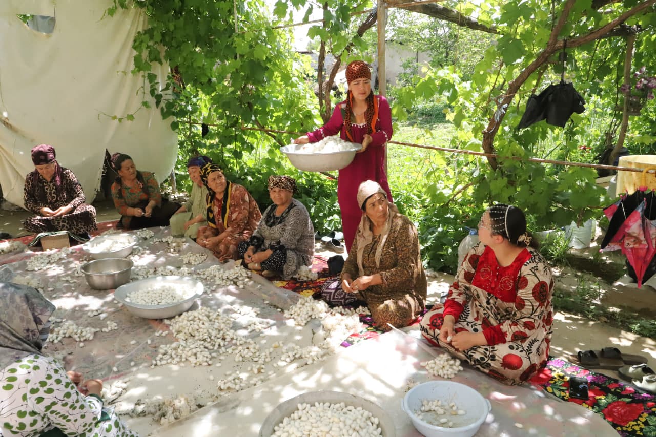 Do‘stlik tumani “Bunyodkor” mahallasida pilla terimi qizg‘in pallaga kirdi