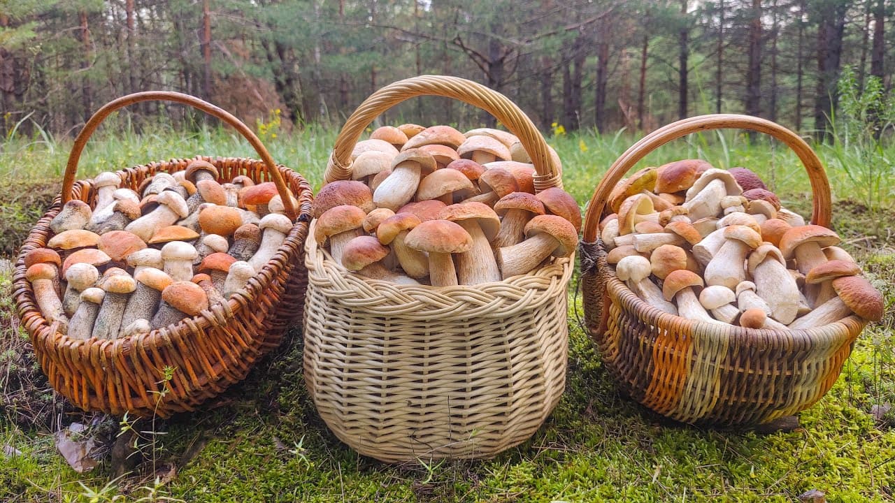 QO‘ZIQORIN XARID QILGANDA SIFATINI KAFOLOTLOVCHI HUJJATNI SO‘RANG