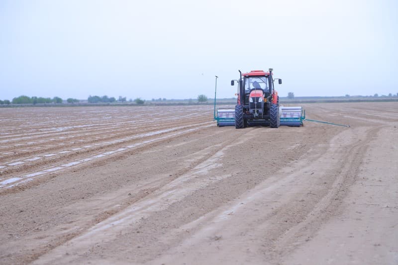 Arnasoy tumanida xitoy chigiti orasiga zira ekish — agrar sohada yangi tajriba
