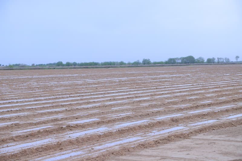 Arnasoy tumanida xitoy chigiti orasiga zira ekish — agrar sohada yangi tajriba