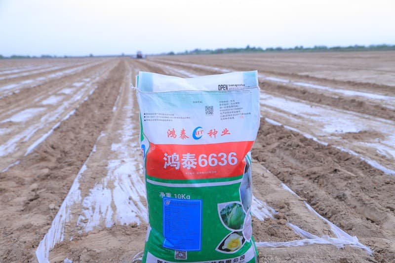 Arnasoy tumanida xitoy chigiti orasiga zira ekish — agrar sohada yangi tajriba