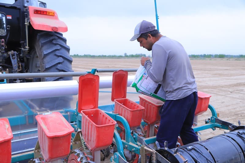 Arnasoy tumanida xitoy chigiti orasiga zira ekish — agrar sohada yangi tajriba