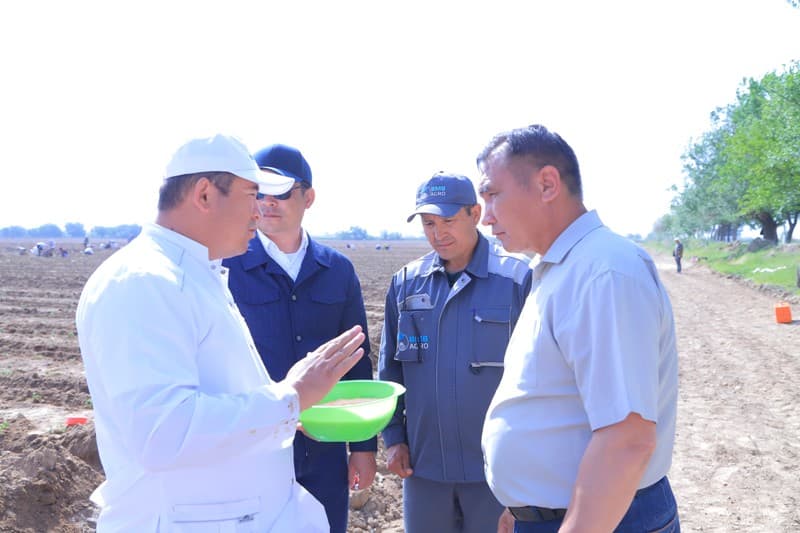 ARNASOYDA POMIDOR EKISH BOSHLANDI