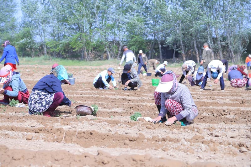 ARNASOYDA POMIDOR EKISH BOSHLANDI