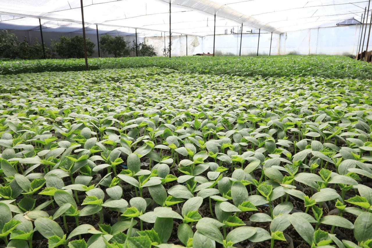 Xitoylik maslahatchilar Sirdaryo tumaniga tashrif buyurib, mahallalar faoliyati bilan tanishdilar