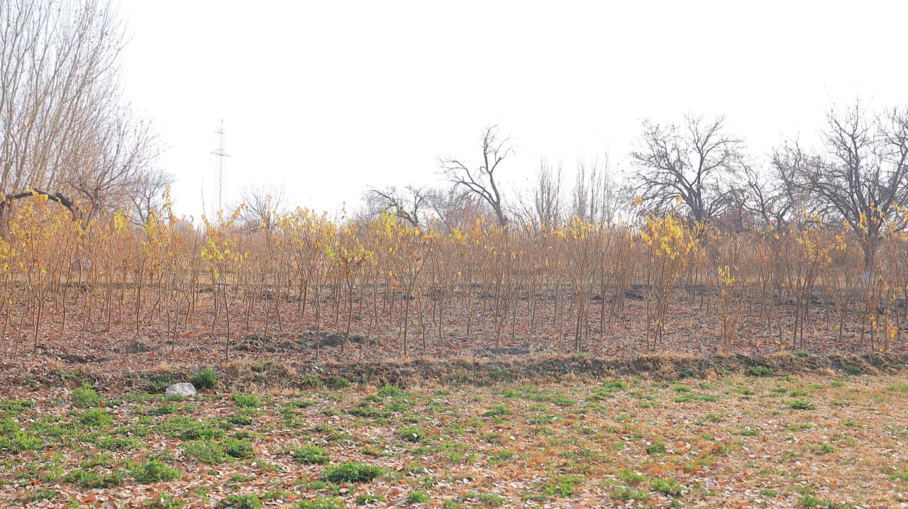 High-quality seedlings from Korakol are being delivered across the region