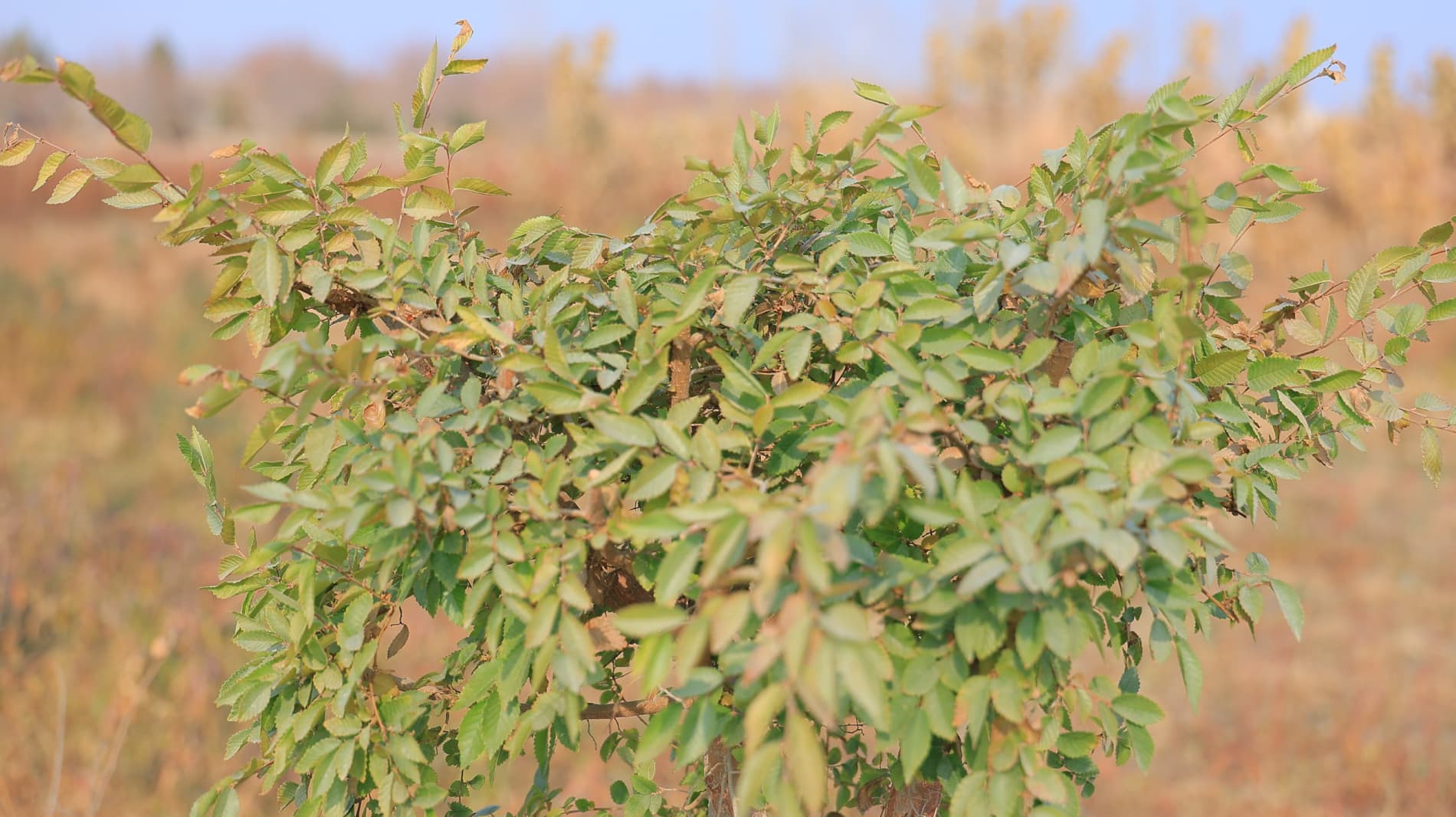 High-quality seedlings from Korakol are being delivered across the region