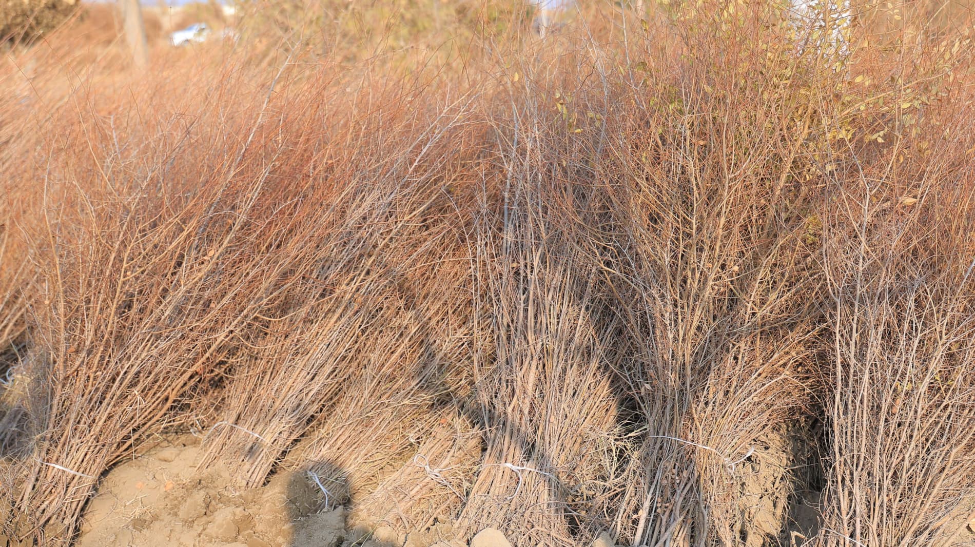 High-quality seedlings from Korakol are being delivered across the region