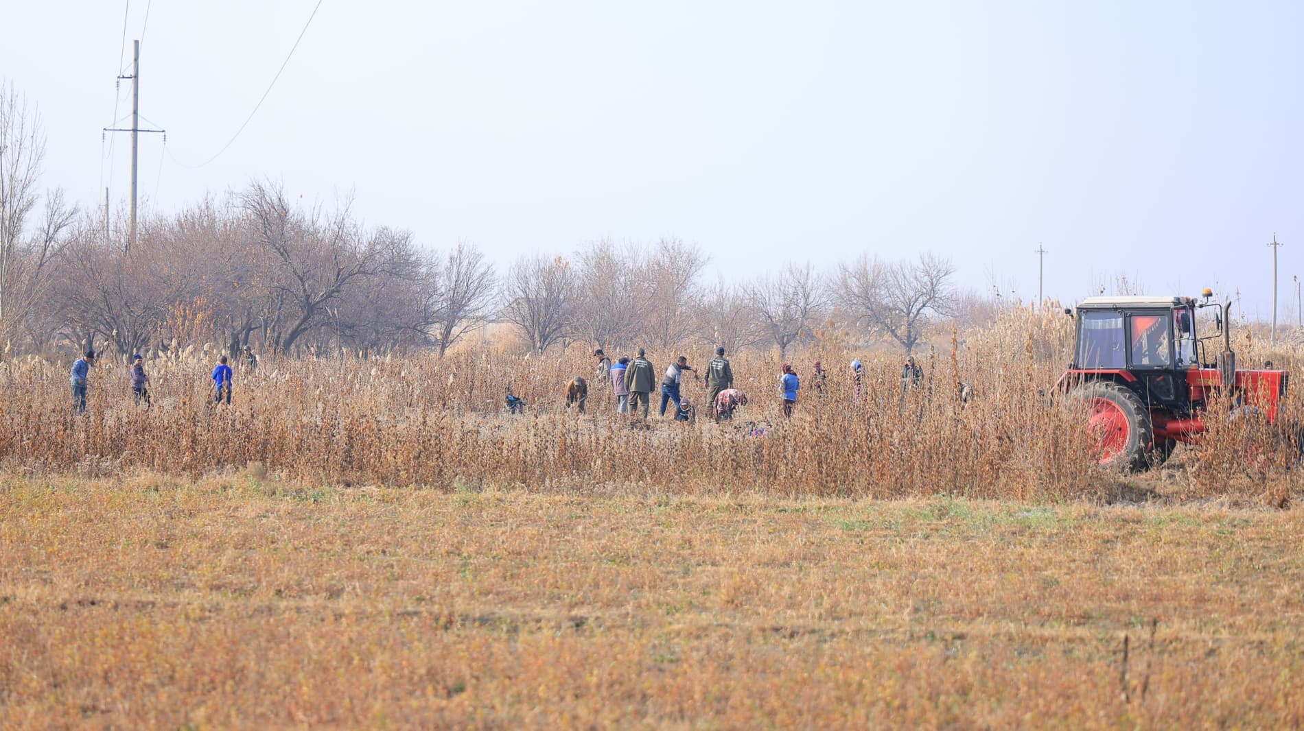 High-quality seedlings from Korakol are being delivered across the region