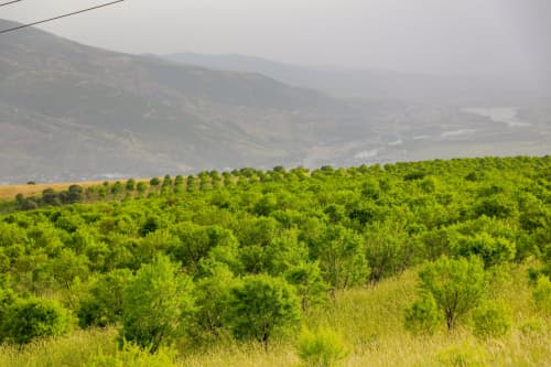 В трёх регионах республики создаются новые лесные хозяйства