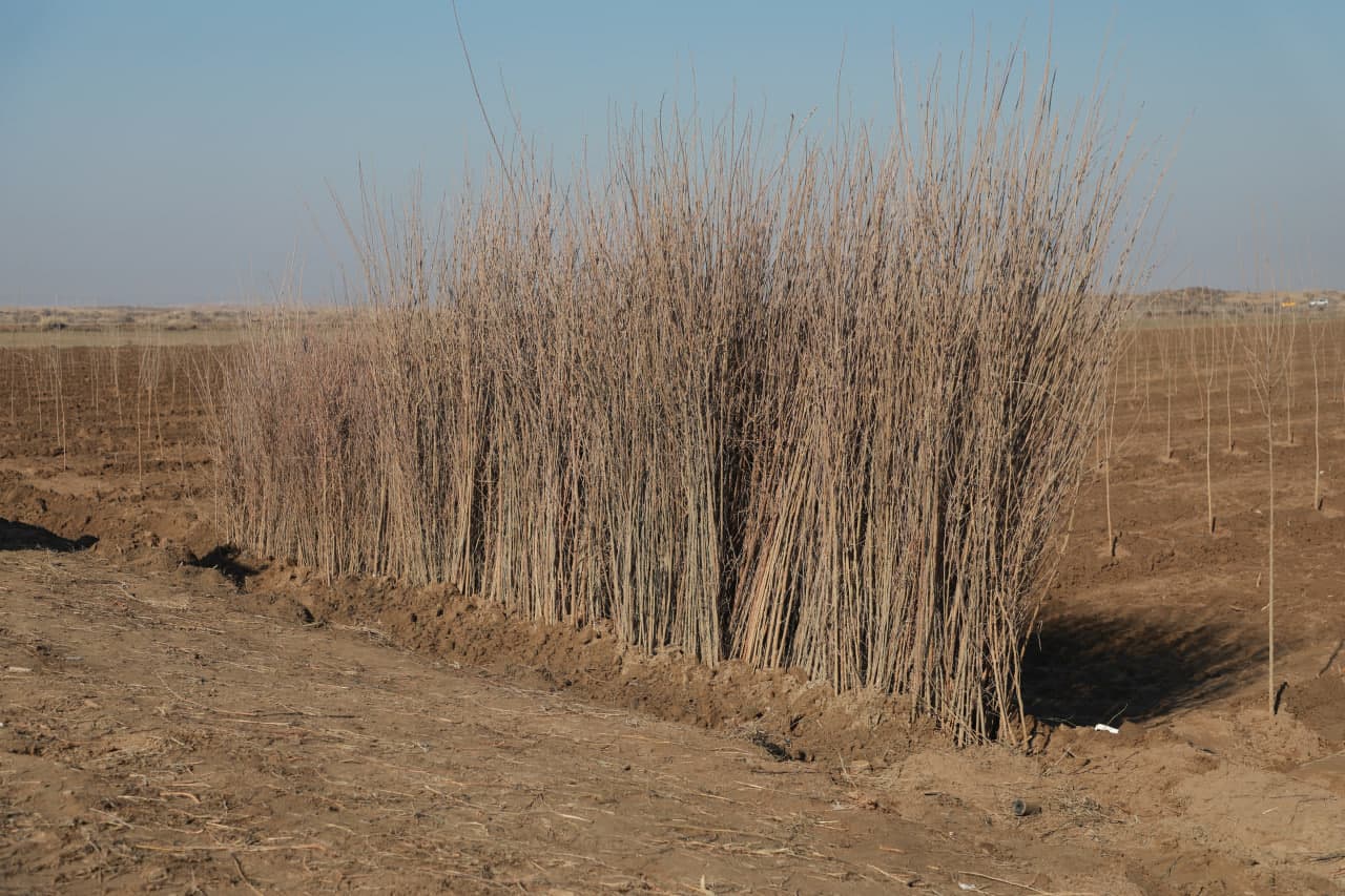 Термиз туманида 10 гектар тутзор аҳолига бўлиб берилди