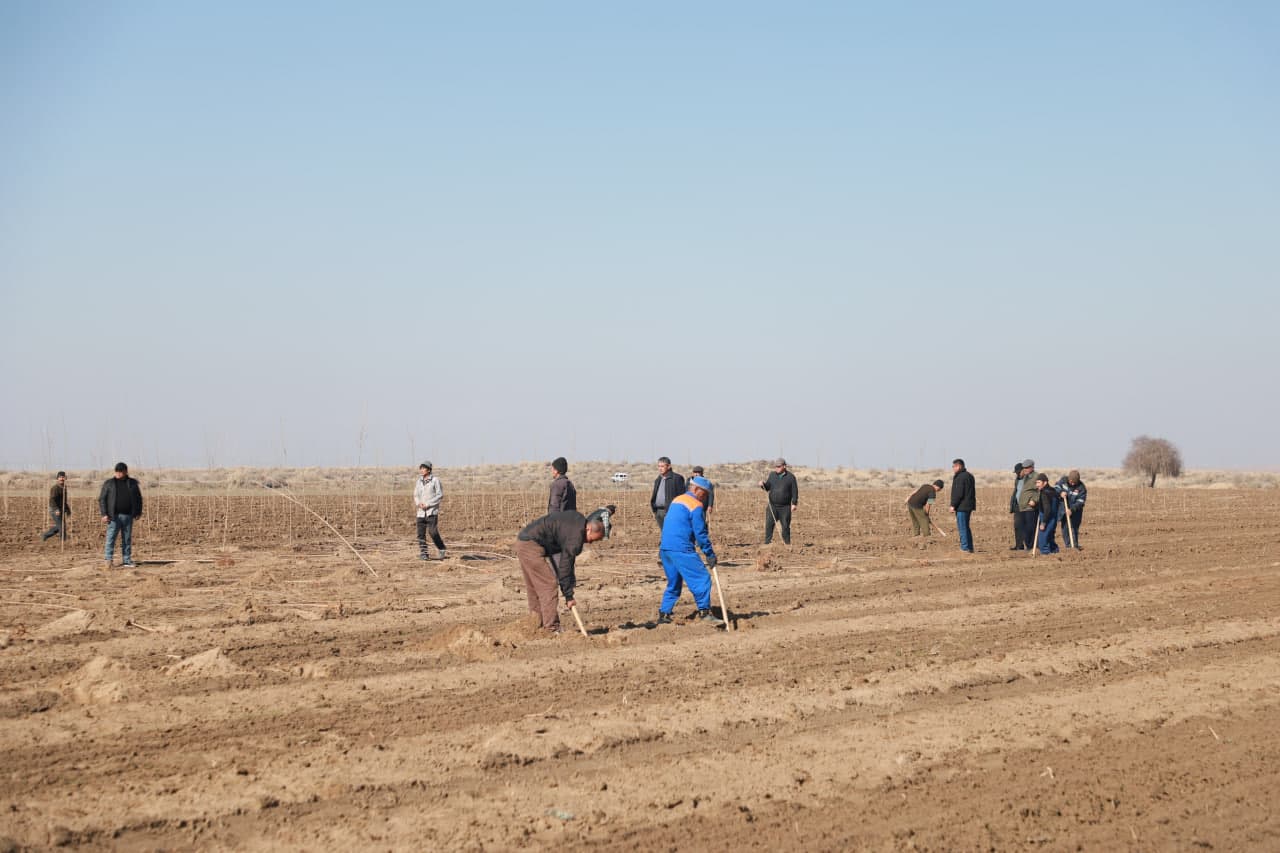 Термиз туманида 10 гектар тутзор аҳолига бўлиб берилди