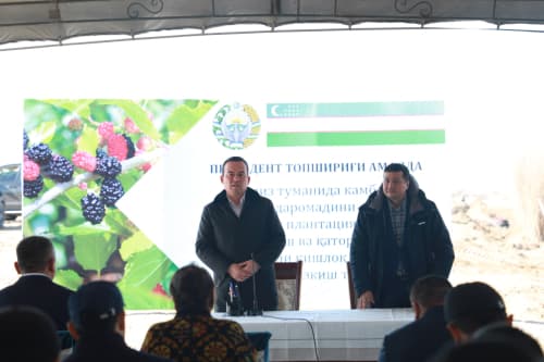 В Термезском районе населению распределено 10 гектаров тутовых плантаций