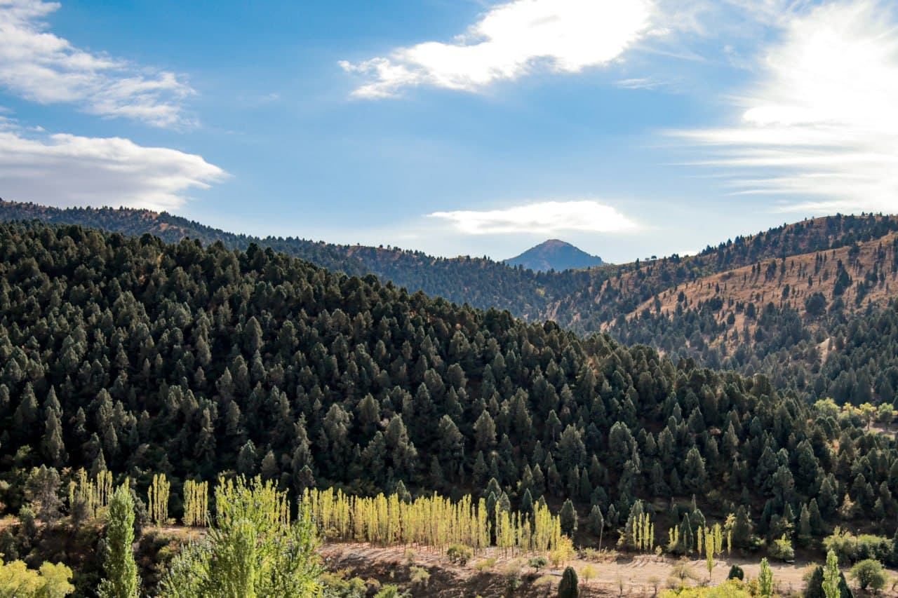 Ўрмон фонди ерларининг электрон рақамли хариталари яратилади