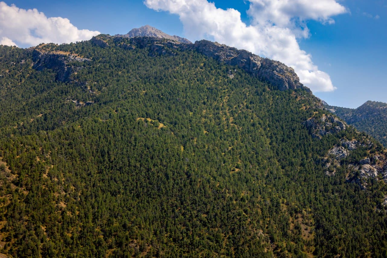 Ўрмон фонди ерларининг электрон рақамли хариталари яратилади