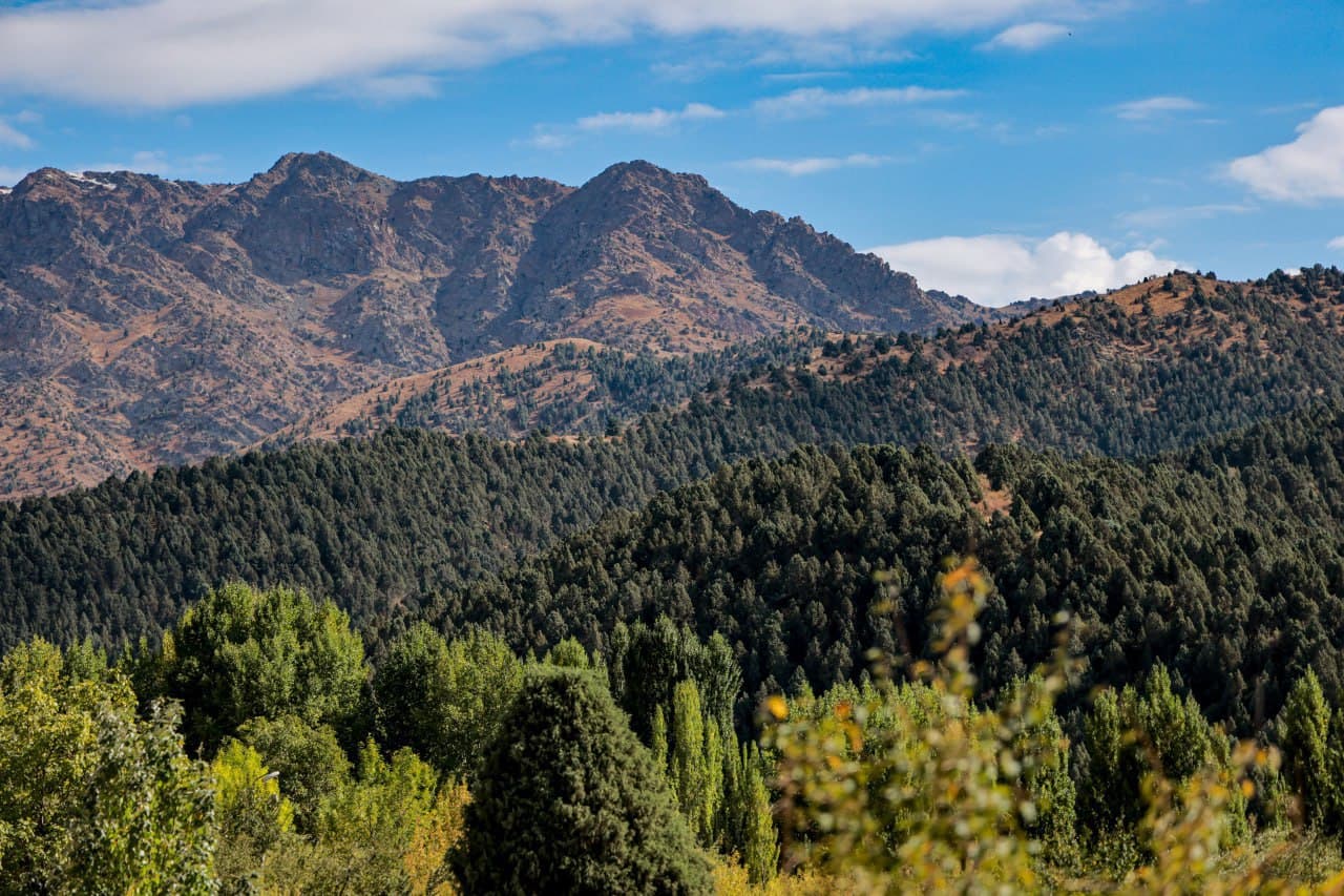Ўрмон фонди ерларининг электрон рақамли хариталари яратилади