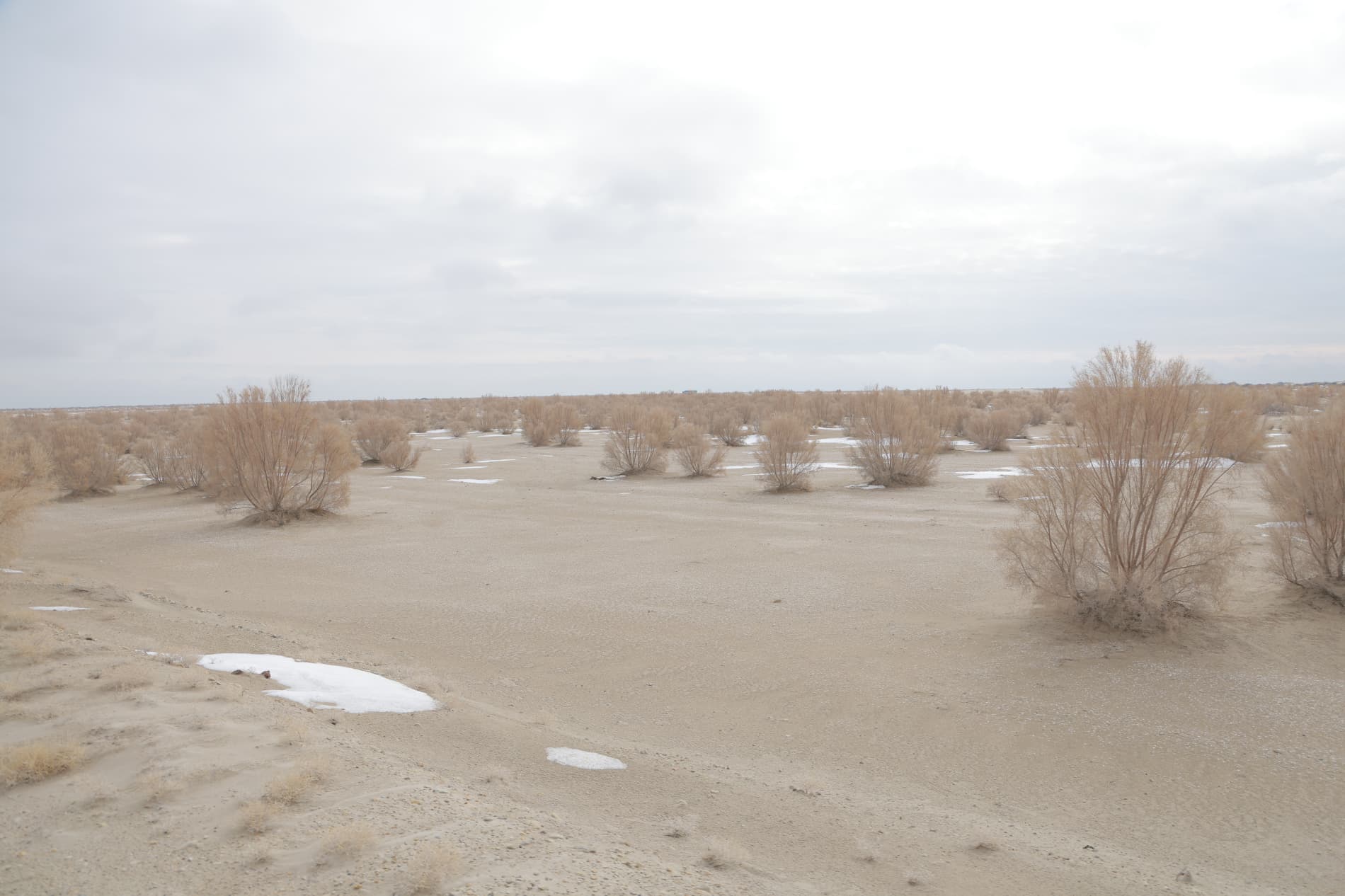 Orolning qurigan tubida cho‘l o‘simliklari ekish tadbirlari boshlandi