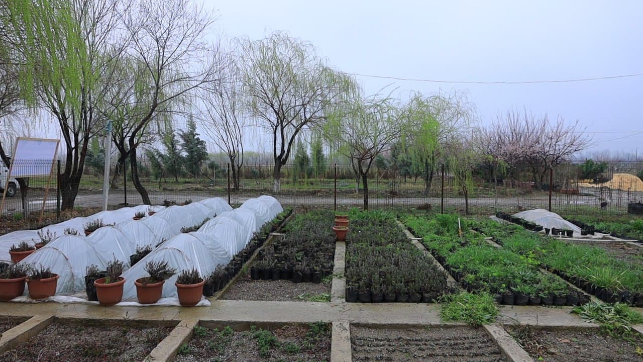 Представители Всемирного банка ознакомились с реализацией проекта по восстановлению лесных ландшафтов в Узбекистане