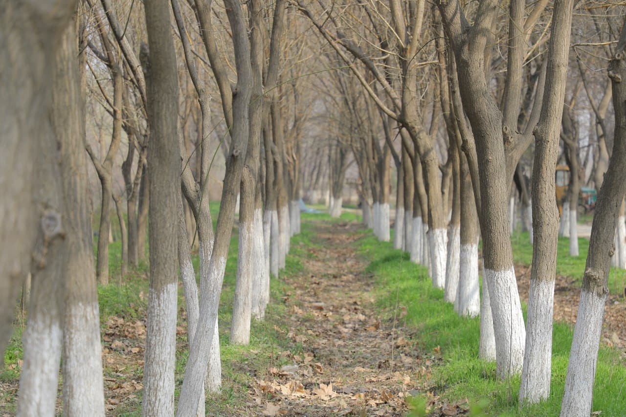 “Forests Are the Foundation of a Sustainable Future” (Press Tour Held)