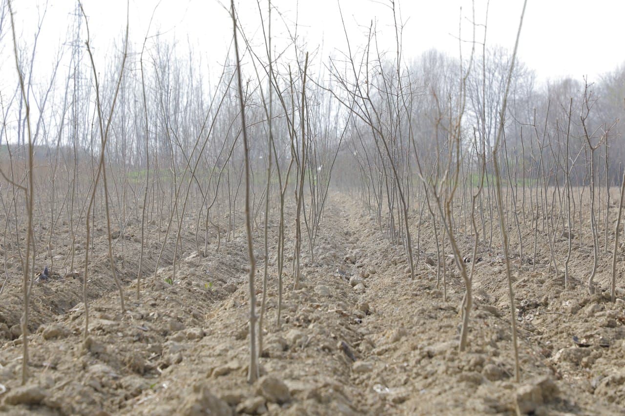 “Forests Are the Foundation of a Sustainable Future” (Press Tour Held)